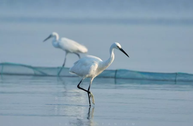 企业向左，商会向右。